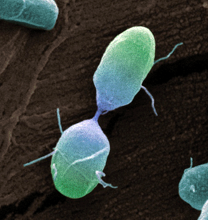 Imagen: Microfotografía electrónica de barrido a color (SEM) de la bacteria Salmonella, en división, mostrando las dos células nuevas todavía unidas por una conexión delgada (Fotografía cortesía de Steve Gschmeissner / SPL)